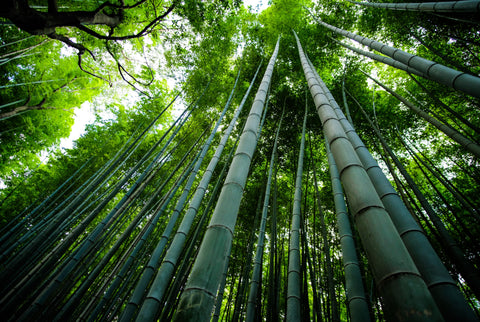 How Eco-Friendly are Bamboo products? bamboo are the fastest plant in the world