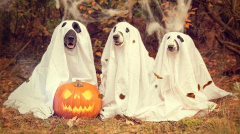 halloween costume dogs ideas animals